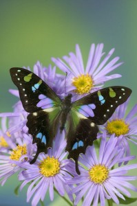 Purple spotted swallowtail